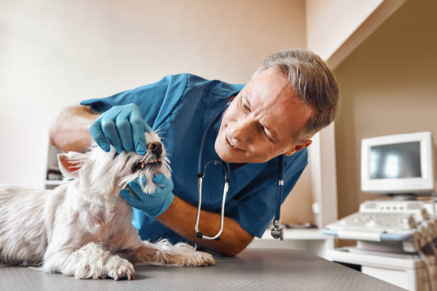 Best Walk-In Emergency Dentist in Cedar Bluff, VA